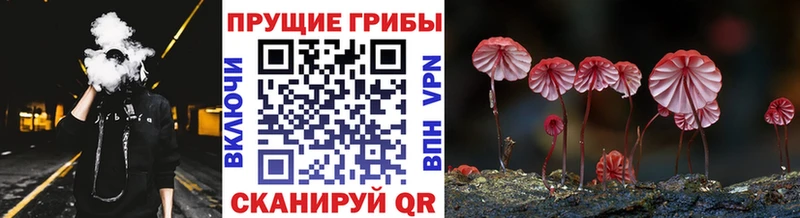 Купить закладки  Покровск  Галлюциногенные грибы Psilocybe 